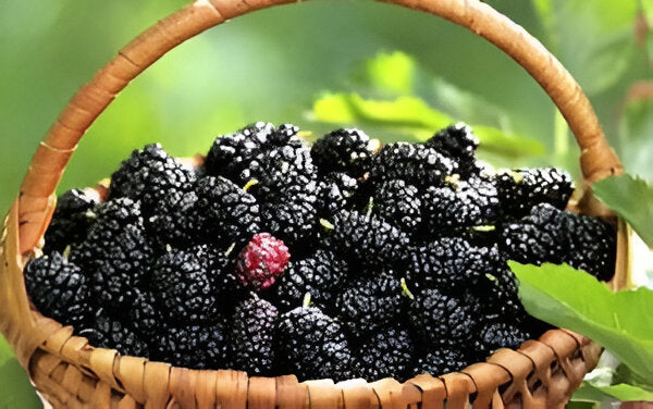 Skin & Health Benefits of Mulberry